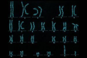 archiv--das-menschliche-genom-als-karyogramm----ge-ab56dedd-9d3b-4f28-be05-0c61bdabca6f-51374-00014b6300c2f165-ffa